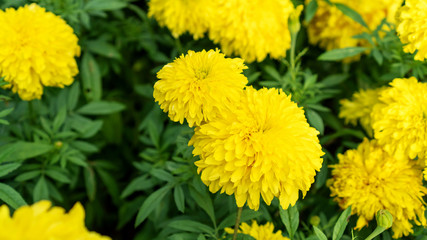 Yellow Marigold flower in a garden.