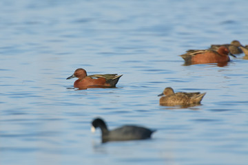 Small group of cinnamon teal ducks swimming around feeding. 