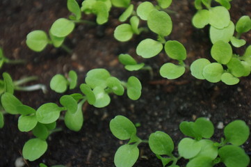 hojas, flores, retoños, lechuga, fresa, ajo, zuquini, tagete