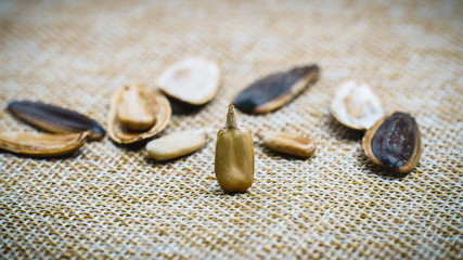 Sunflower seed  stands  on a sack background.