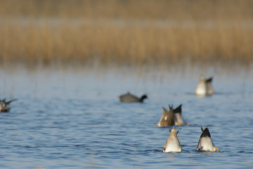 large group of ducks dabbling and bobbing in the wild wetlands.