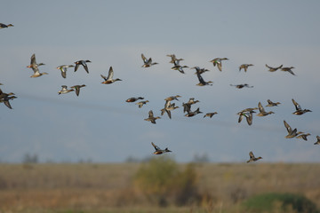 Large flock of northern shoveler ducks flying over wetlands