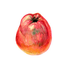 Watercolor apples. Design of posters, paintings, covers, wallpapers, backgrounds.