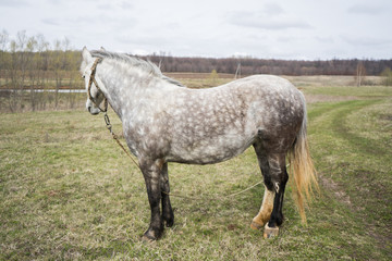 .White beautiful horse grazes in the field. White horse on green grass in a beautiful place. Pet mount on a leash