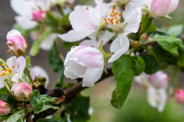 Blooming Apple tree in spring. Close up. Selective focus.