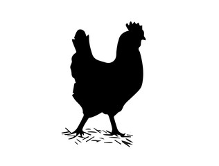 Chicken silhouette on white background