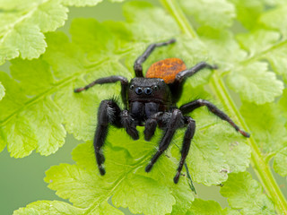 P1010027 male Johnson's jumping spider, Phiddipus johnsoni, on fern cECP 2020
