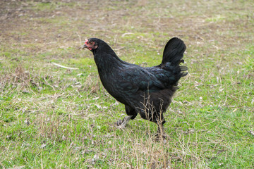 .Black chicken walks on the green grass in the village. .Livestock