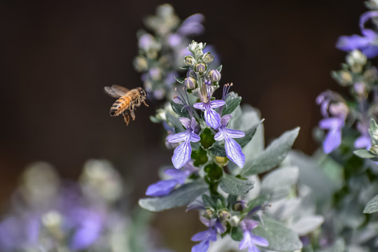 Tree Germander (Teucrium fruticans) in bloom with a honey bee in flight about to land on it