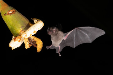 Lonchophylla robusta, Orange nectar bat The bat is hovering and drinking the nectar from the beautiful flower in the rain forest, night picture, Costa Rica