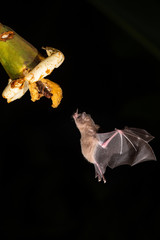 Lonchophylla robusta, Orange nectar bat The bat is hovering and drinking the nectar from the beautiful flower in the rain forest, night picture, Costa Rica