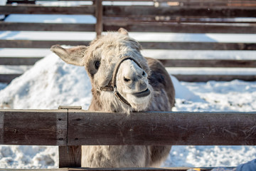 a grey donkey in a paddock on a farm looks with interest at the camera in winter