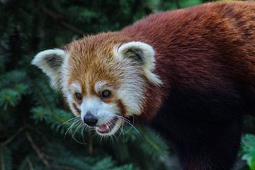 red panda in zoo