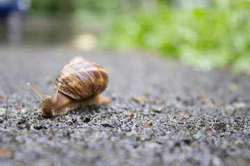 Macro photo of a snail's face. 