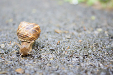 Macro photo of a snail's face. Beautiful snail