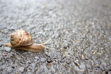 Snails.Beautiful snail on a stone, on a black background.