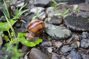 Macro photo nature. Snail in shell. Snail on the background of stone.