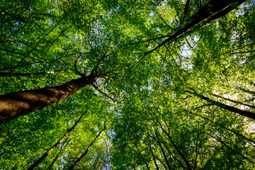 Ihlower Wald im Frühling
