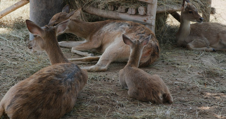 Group of deer in tourist farm