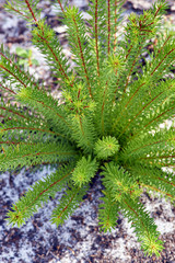A macro top-view image of the spiky foliage of striking green plant, which has emerged following the devastating bushfires on the east coast of Australia, in 2019; taken in coast scrub near Yamba, NSW