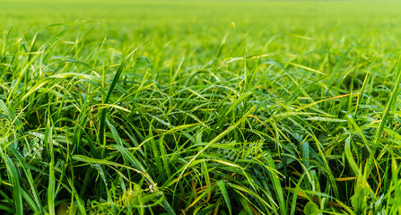Makroaufnahme von Gras mit Tautropfen auf einer Wiese