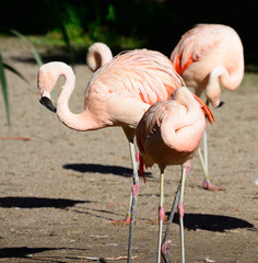 Pink flamingos on the shore