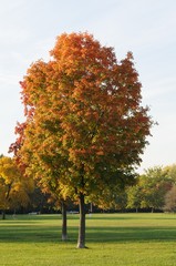 autumn tree fall park trees