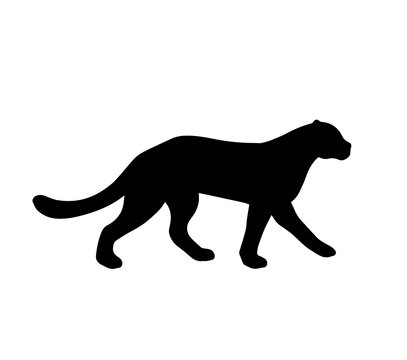 Silhouette of cheetah on white background