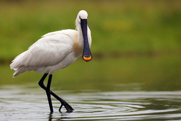 Eurasian spoonbill or common spoonbill (Platalea leucorodia) standing in a pond on a green background.Large white water bird on a green background.