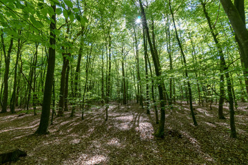 Wald in Ihlow im Frühling