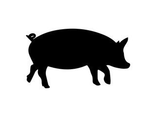 Silhouette of pig on white background