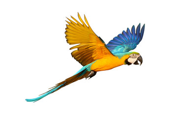 Colorful macaw parrot flying isolated on white background.