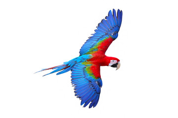 Colorful macaw parrot flying isolated on white background.