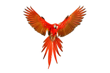 Colorful macaw parrot flying isolated on white background.