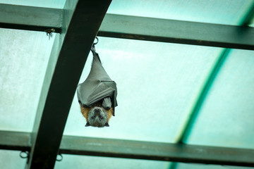 Gray-headed flying fox hangs upside down, with a glass ceiling and metal beams in the background