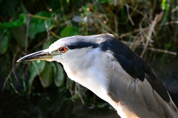 Night Heron (Nycticorax nucticorax)