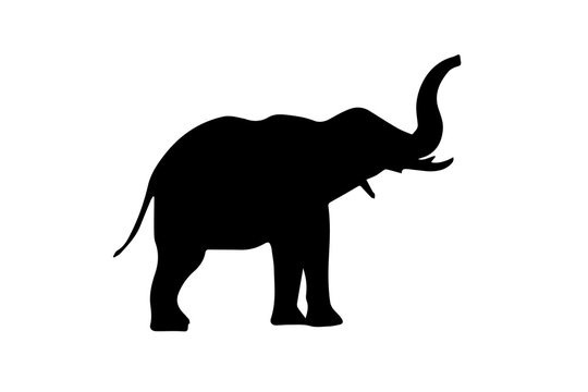 Silhouette of elephant on white background