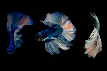 blue fighting fish isolated on black background.Siamese fighting fish. 