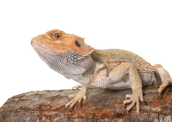 bearded dragons in studio