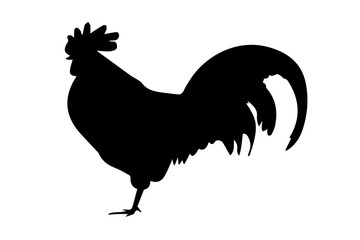 Silhouette of rooster on white background
