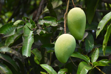 Bunches of raw green mangoes