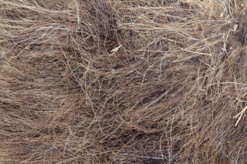 Wool and hairs of a sheep in zoom.