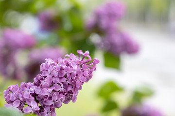 Lilac. Flowering branch of lilac close-up. Spring card.