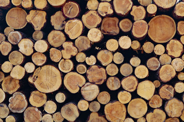 Wooden background, a lot of wood from round timber.
