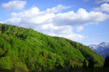 Fototapeta premium 新緑が芽吹き山がもこもこ萌える春の山と遠くに残雪の山々を望む