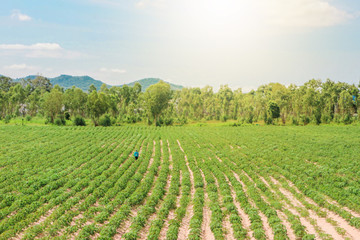 Fototapeta na wymiar Potato Farming for Thai Farmers