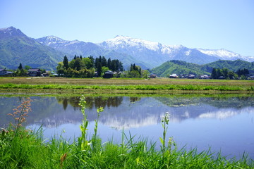 コシヒカリの産地で水を張った田んぼの水面に映る残雪と新緑の山が美しい風景