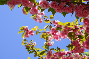 雪国では５月まで楽しめるピンク色の濃い八重桜