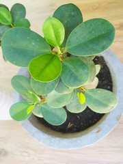 clover and water drops