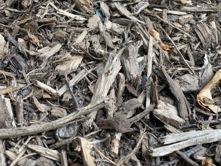 close up of a tree bark